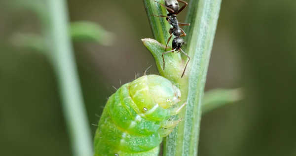 product engineering bug ant