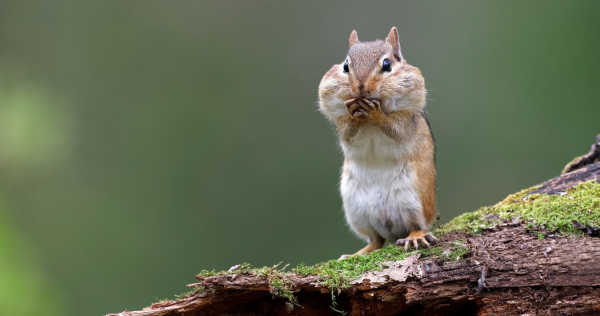 Should-You-Share-Roadmap-squirrel